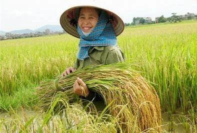 Le Vietnam a réalisé de nombreuses activités pour aider ses agriculteurs à augmenter le rendement de leurs cultures. (Source : VNA) 